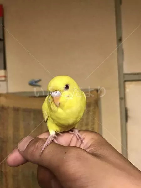 コメントの画像