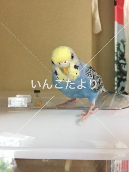 コメントの画像