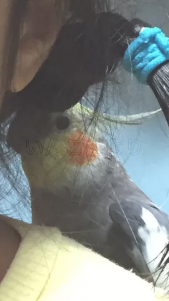 コメントの画像