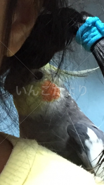 コメントの画像