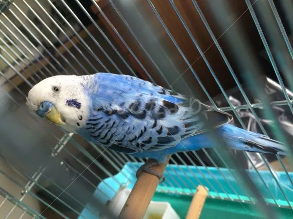 コメントの画像