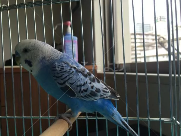 コメントの画像