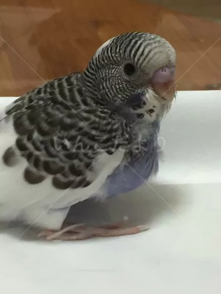 コメントの画像