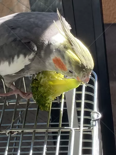 コメントの画像