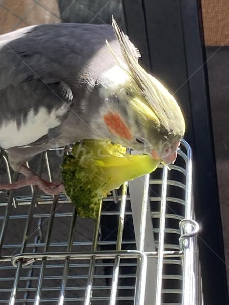 コメントの画像