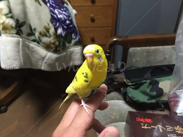 コメントの画像