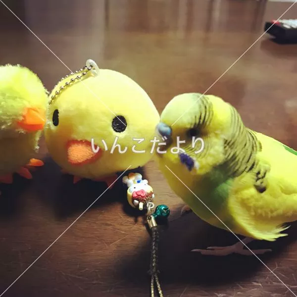 コメントの画像