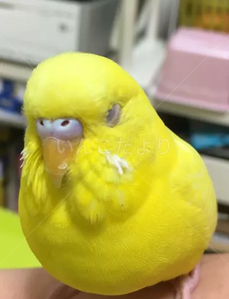 コメントの画像