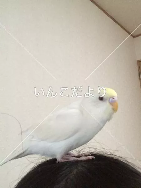 コメントの画像