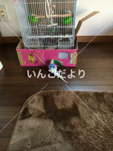 コメントの画像