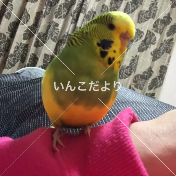 コメントの画像