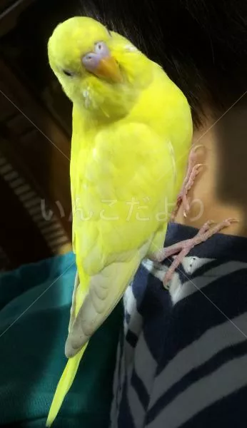 コメントの画像