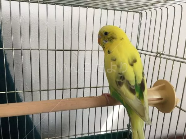 コメントの画像