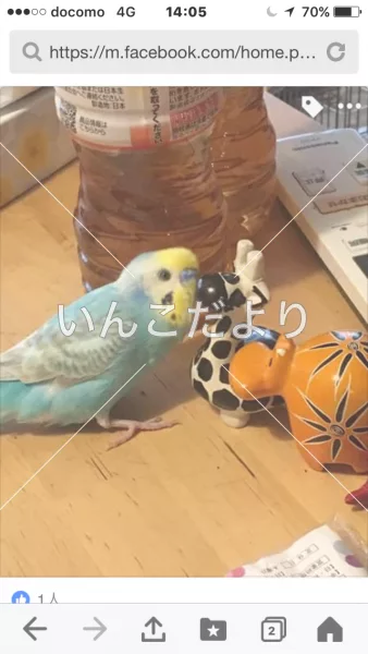 コメントの画像