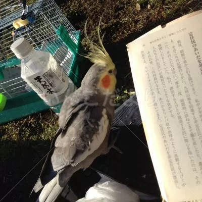 コメントの画像