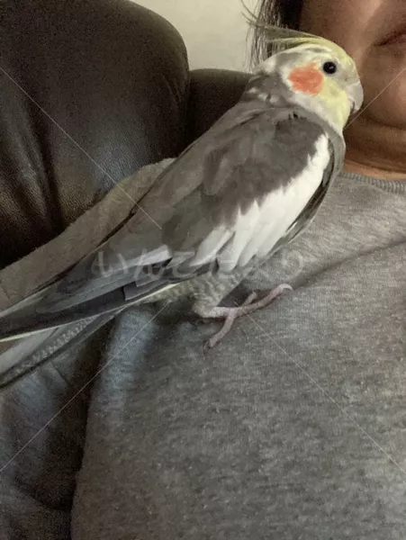 コメントの画像