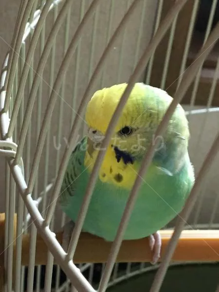 コメントの画像