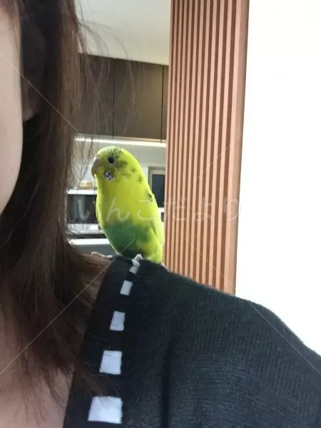 コメントの画像