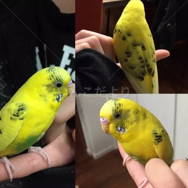 コメントの画像