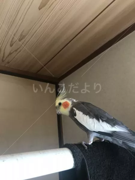 コメントの画像