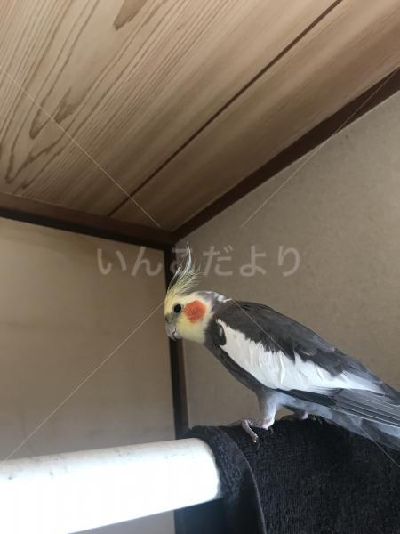 コメントの画像