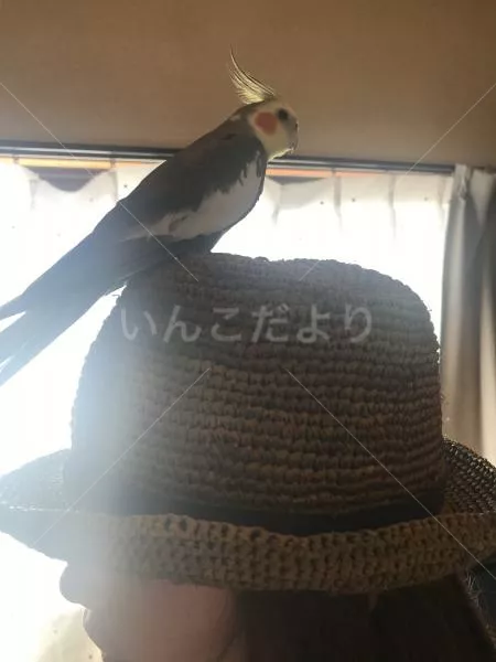 コメントの画像