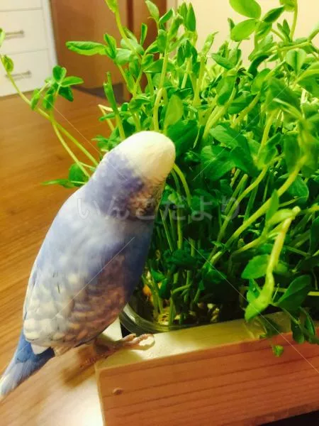 コメントの画像