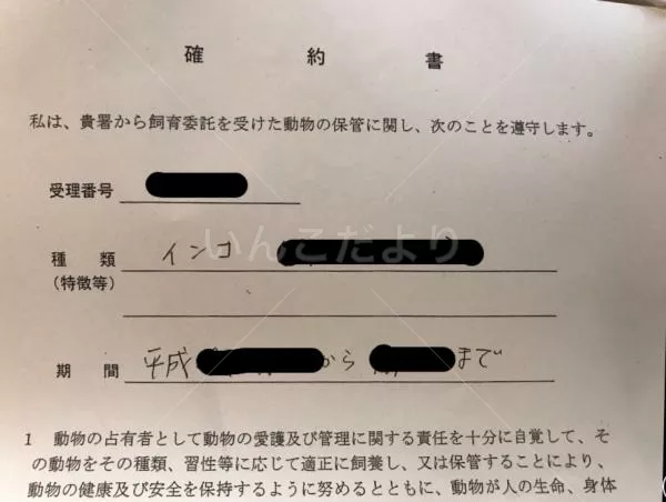 コメントの画像