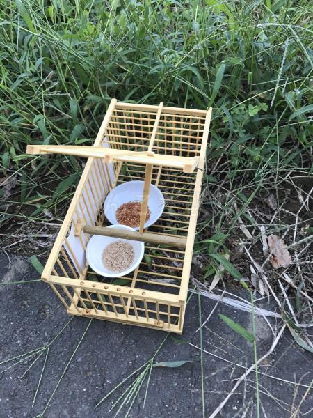コメントの画像