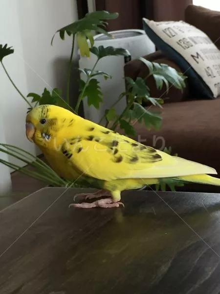 コメントの画像