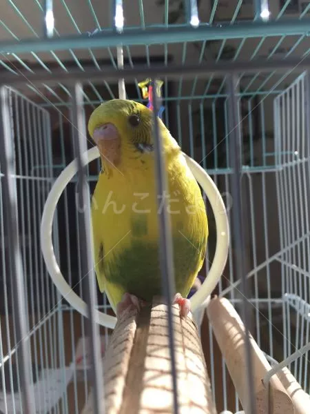 コメントの画像