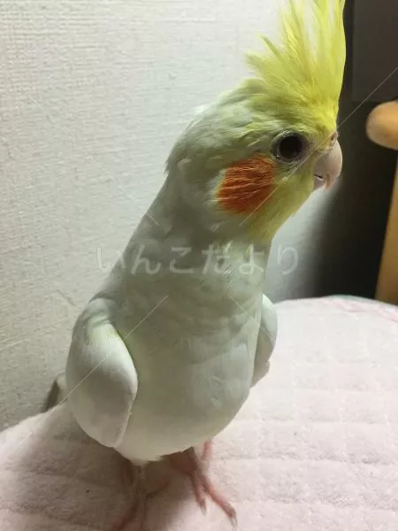 コメントの画像