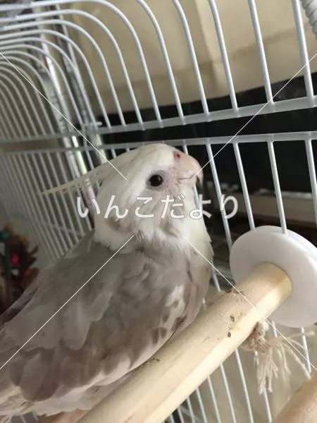 コメントの画像