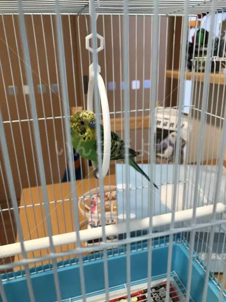 コメントの画像