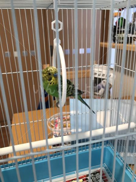 コメントの画像