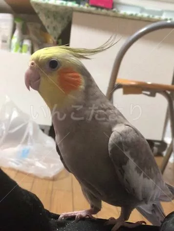 コメントの画像