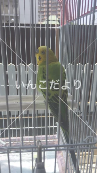 コメントの画像