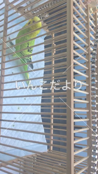 コメントの画像