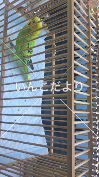 コメントの画像