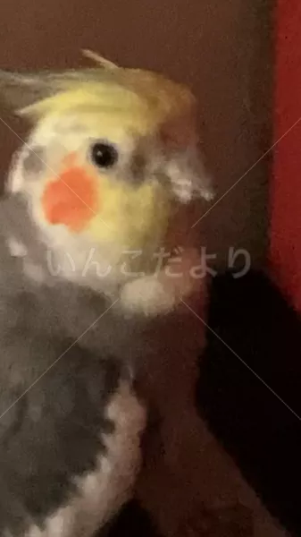 コメントの画像