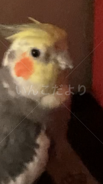 コメントの画像