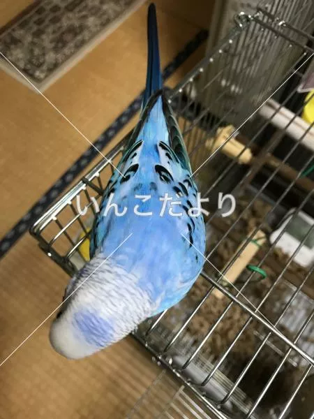 コメントの画像