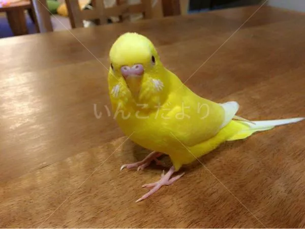 コメントの画像