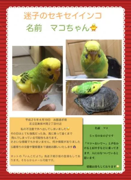 コメントの画像