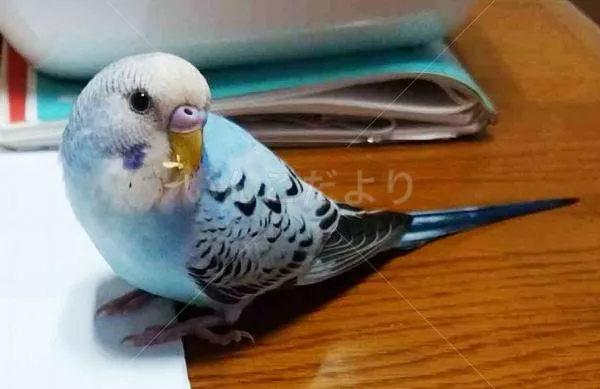 コメントの画像