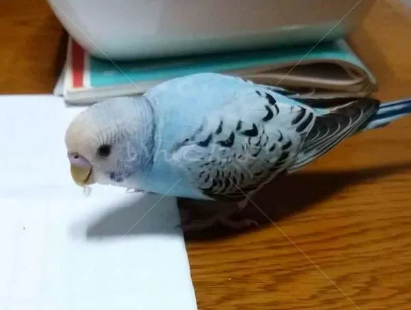 コメントの画像