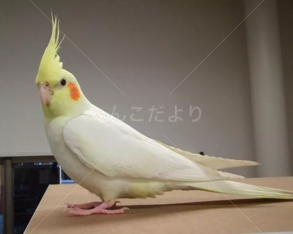 コメントの画像