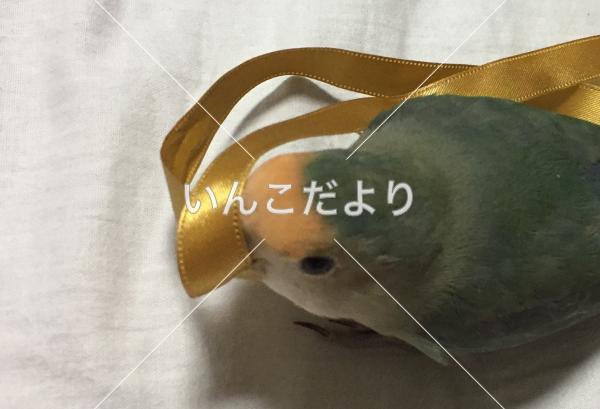 コメントの画像
