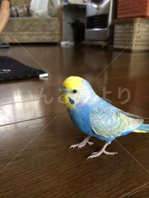 コメントの画像