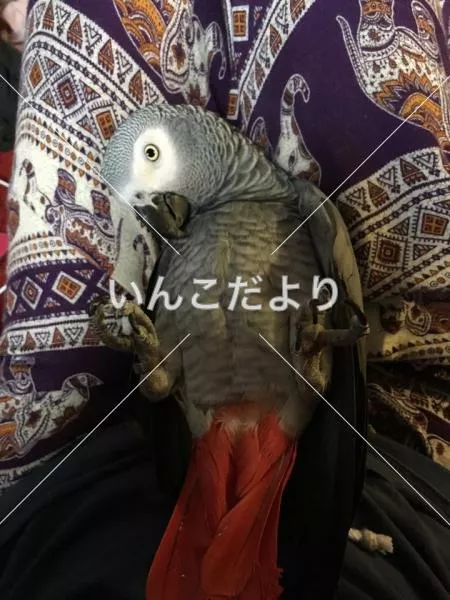 コメントの画像